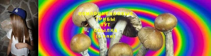 Галлюциногенные грибы Psilocybine cubensis  Электроугли 